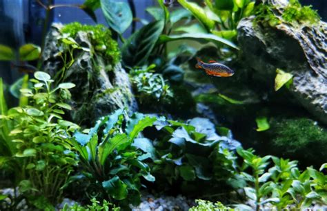 micro fish|20 Smallest Freshwater Aquarium Micro Fish That STAY Small.